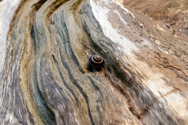 Gratis download Snail Slug Tree - gratis foto of afbeelding om te bewerken met GIMP online afbeeldingseditor