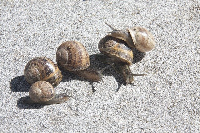 Descarga gratuita Snail Snails Animals: foto o imagen gratuita para editar con el editor de imágenes en línea GIMP