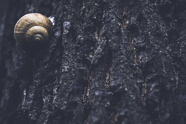 Free download snail snail shell tree bark autumn free picture to be edited with GIMP free online image editor