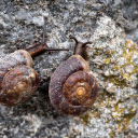 Snails on the Rock  screen for extension Chrome web store in OffiDocs Chromium