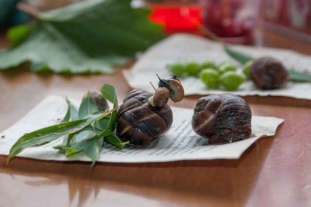 Download gratuito Snails Reproduction Snail - foto o immagine gratuita da modificare con l'editor di immagini online di GIMP