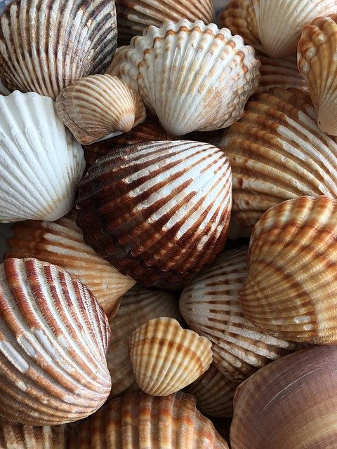 Téléchargement gratuit Snails Sea Seashell - photo ou image gratuite à éditer avec l'éditeur d'images en ligne GIMP