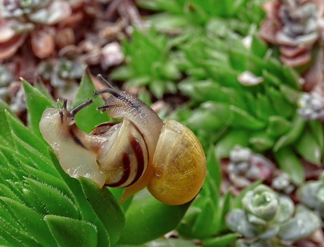Free download snails shell mollusc sedum nature free picture to be edited with GIMP free online image editor