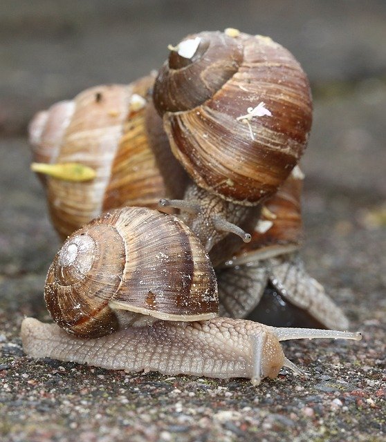 무료 다운로드 Snails Snail Shell - 무료 사진 또는 김프 온라인 이미지 편집기로 편집할 수 있는 사진