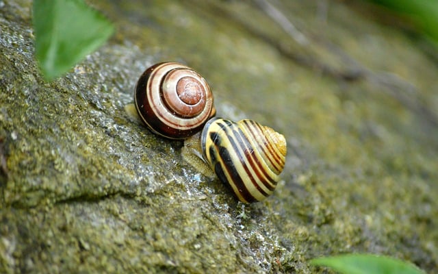 Free download snails snail shell molluscs animals free picture to be edited with GIMP free online image editor