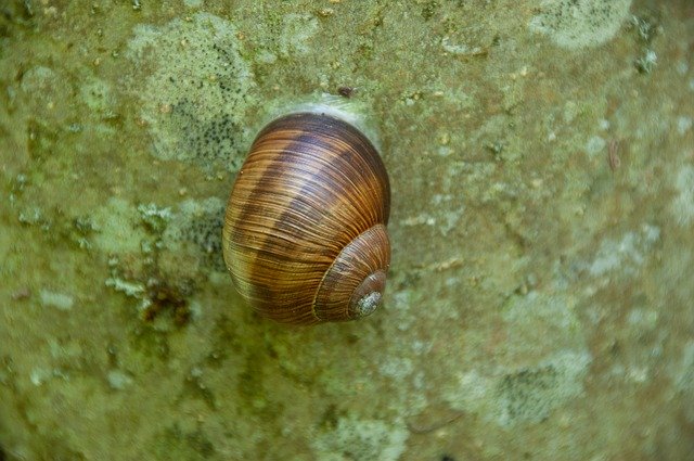 Gratis download Snail Stone Nature - gratis foto of afbeelding om te bewerken met GIMP online afbeeldingseditor
