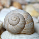 SNAIL Theme  screen for extension Chrome web store in OffiDocs Chromium