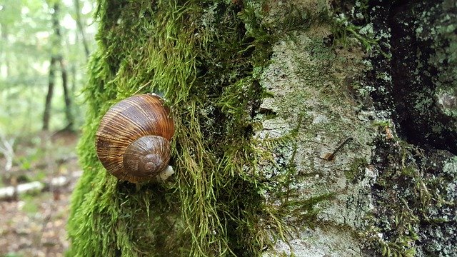 Template Photo Snail Tree Nature -  for OffiDocs