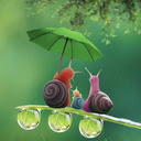 Snail with umbrella wallpaper  screen for extension Chrome web store in OffiDocs Chromium