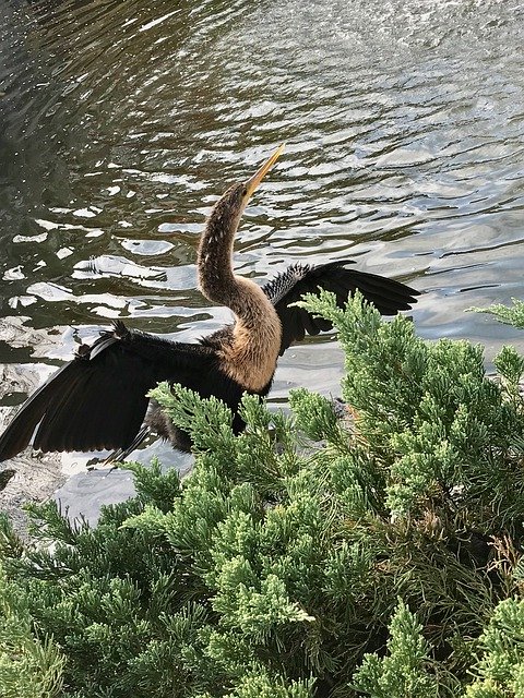 הורדה חינם של Snake Bird Bathe - תמונה או תמונה בחינם לעריכה עם עורך התמונות המקוון GIMP