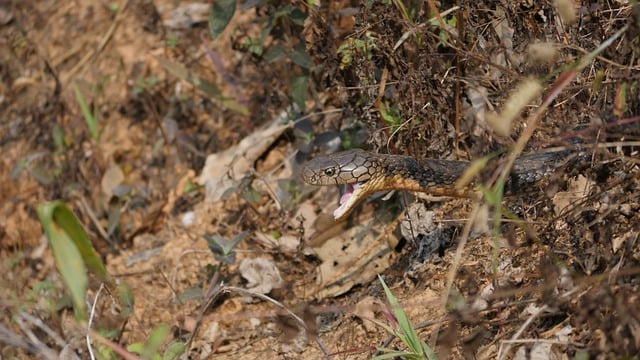 Free download snake cobra king cobra in the wild free picture to be edited with GIMP free online image editor