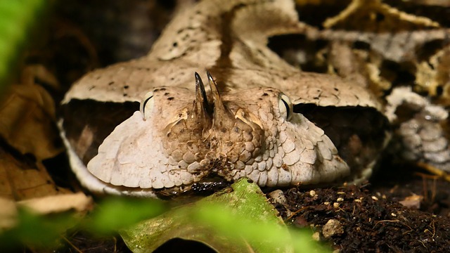 Free download snake gabon viper reptile animal free picture to be edited with GIMP free online image editor