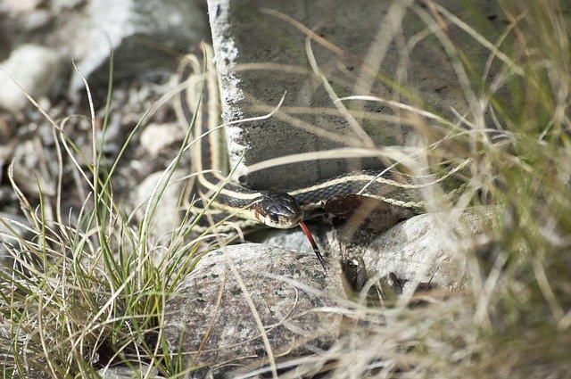 Free download snake garter reptile wildlife free picture to be edited with GIMP free online image editor