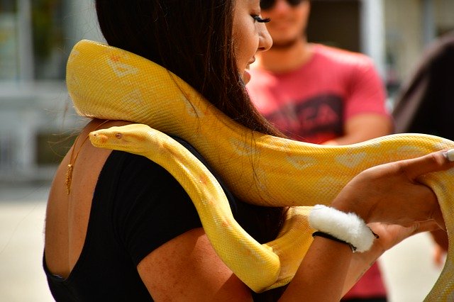 ดาวน์โหลดฟรี Snake Girl Python Reptile - ภาพถ่ายหรือรูปภาพฟรีที่จะแก้ไขด้วยโปรแกรมแก้ไขรูปภาพออนไลน์ GIMP