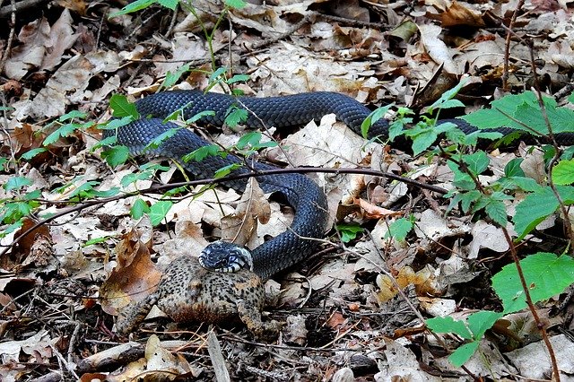 הורדה חינם Snake Grass Gad - תמונה או תמונה בחינם לעריכה עם עורך התמונות המקוון GIMP