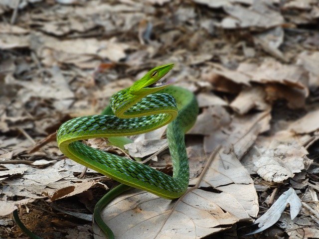 Free download Snake Green Vine Reptiles -  free photo or picture to be edited with GIMP online image editor