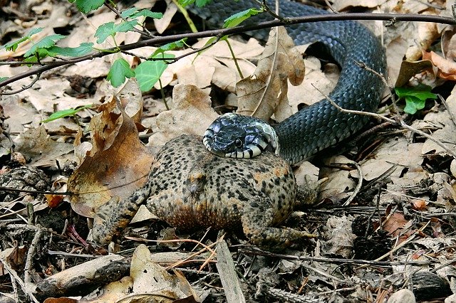 ດາວ​ໂຫຼດ​ຟຣີ Snake Hunting Attack Grass - ຮູບ​ພາບ​ຟຣີ​ຫຼື​ຮູບ​ພາບ​ທີ່​ຈະ​ໄດ້​ຮັບ​ການ​ແກ້​ໄຂ​ກັບ GIMP ອອນ​ໄລ​ນ​໌​ບັນ​ນາ​ທິ​ການ​ຮູບ​ພາບ