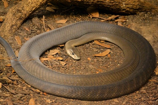 تنزيل Snake Mamba African مجانًا - صورة مجانية أو صورة مجانية ليتم تحريرها باستخدام محرر الصور عبر الإنترنت GIMP