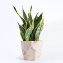 snake plant wallpaper  screen for extension Chrome web store in OffiDocs Chromium
