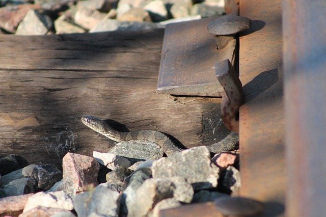 دانلود رایگان Snake Rail - عکس یا تصویر رایگان قابل ویرایش با ویرایشگر تصویر آنلاین GIMP