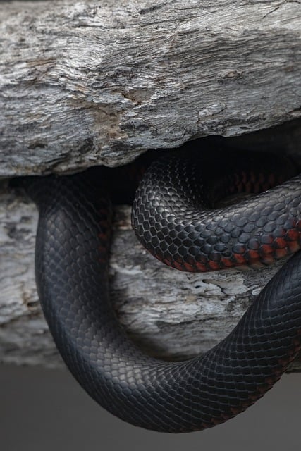 Free download snake red bellied black snake free picture to be edited with GIMP free online image editor