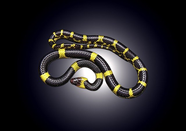 Free download Snake Reptile Animal -  free illustration to be edited with GIMP free online image editor