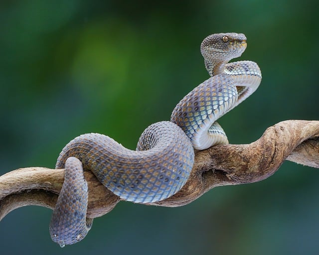 Free download snake reptile animal venomous free picture to be edited with GIMP free online image editor