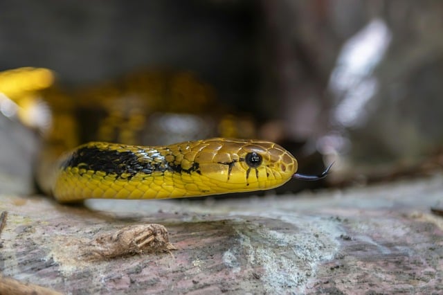 Free download snake reptile nature animal free picture to be edited with GIMP free online image editor