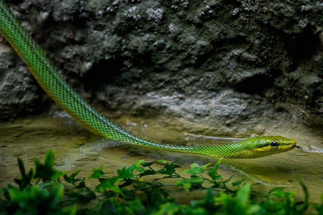 Free download snake reptile species fauna free picture to be edited with GIMP free online image editor