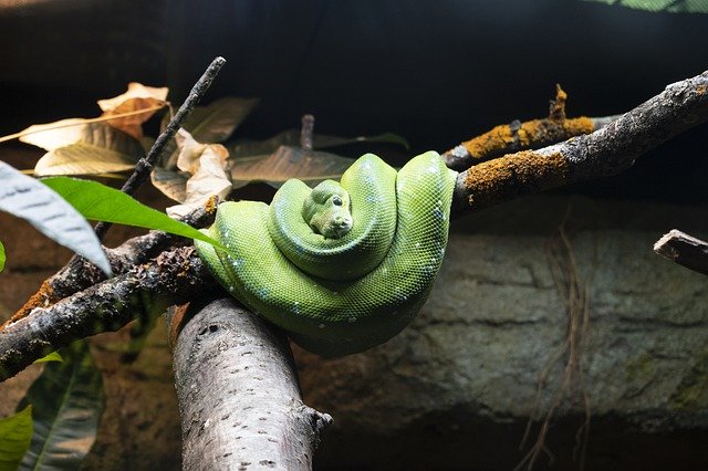 Muat turun percuma Reptilia Terarium Ular - foto atau gambar percuma untuk diedit dengan editor imej dalam talian GIMP