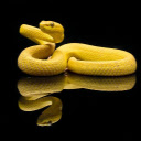 SNAKE Theme  screen for extension Chrome web store in OffiDocs Chromium