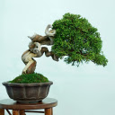 Snake tree  screen for extension Chrome web store in OffiDocs Chromium