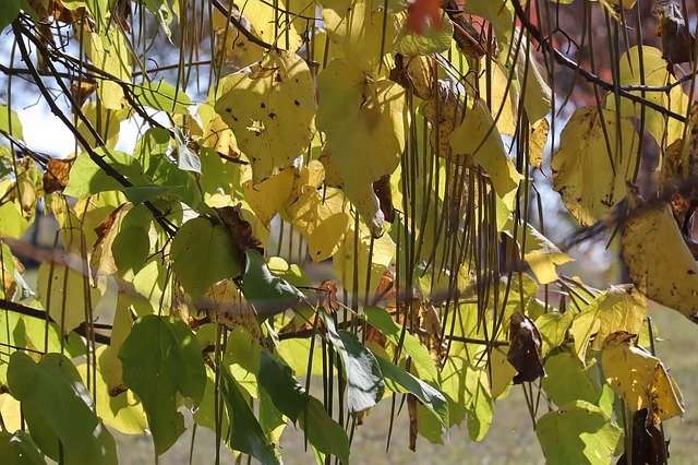 무료 다운로드 뱀 나무 Mogolisch 가을 - 무료 사진 또는 김프 온라인 이미지 편집기로 편집할 수 있는 사진