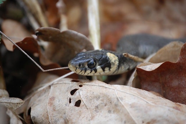 Free download snake viper reptile fauna nature free picture to be edited with GIMP free online image editor