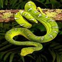 snake wallpaper at  screen for extension Chrome web store in OffiDocs Chromium