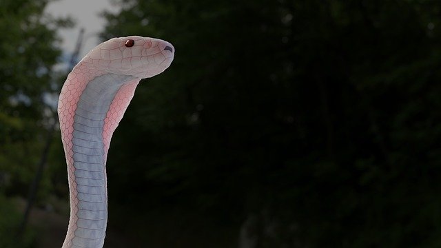 Download gratuito Snake White Animal - foto o immagine gratuita da modificare con l'editor di immagini online di GIMP
