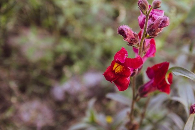 Free download Snapdragon Flower Nature -  free photo or picture to be edited with GIMP online image editor