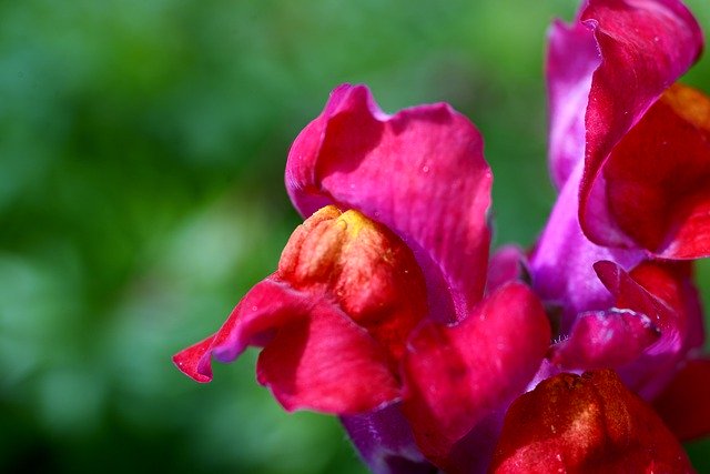 Muat turun percuma Snapdragon Flower Pink - foto atau gambar percuma untuk diedit dengan editor imej dalam talian GIMP