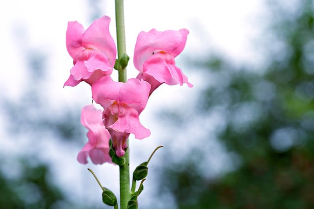 Free download snapdragon flowers plant free picture to be edited with GIMP free online image editor