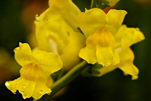 Free download snapdragons antirrhinum free picture to be edited with GIMP free online image editor