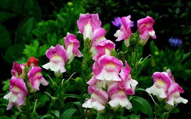 Free download Snapdragons Flowers Garden -  free photo or picture to be edited with GIMP online image editor