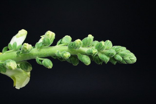 Скачать бесплатно Snapdragons Flowers Nature - бесплатное фото или изображение для редактирования с помощью онлайн-редактора изображений GIMP