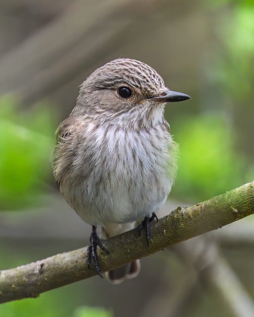 Free download snapper songbird bird animal free picture to be edited with GIMP free online image editor