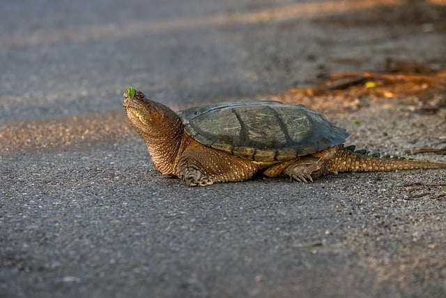Free download snapping turtle animal wildlife free picture to be edited with GIMP free online image editor