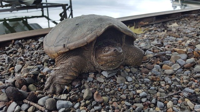 دانلود رایگان Snapping Turtle Lake - عکس یا تصویر رایگان قابل ویرایش با ویرایشگر تصویر آنلاین GIMP