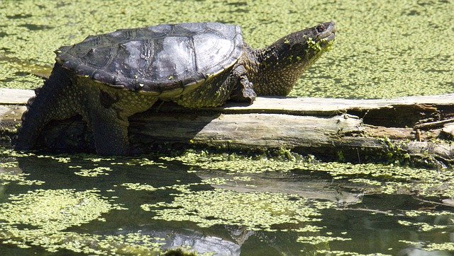 무료 다운로드 Snapping Turtle Swamp - 무료 사진 또는 GIMP 온라인 이미지 편집기로 편집할 수 있는 사진