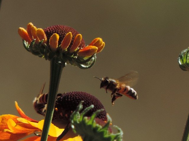 הורדה חינם Sneezeweed Orange - תמונה או תמונה בחינם לעריכה עם עורך התמונות המקוון GIMP