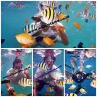 Free download Snorkeling Pulau Seribu free photo or picture to be edited with GIMP online image editor