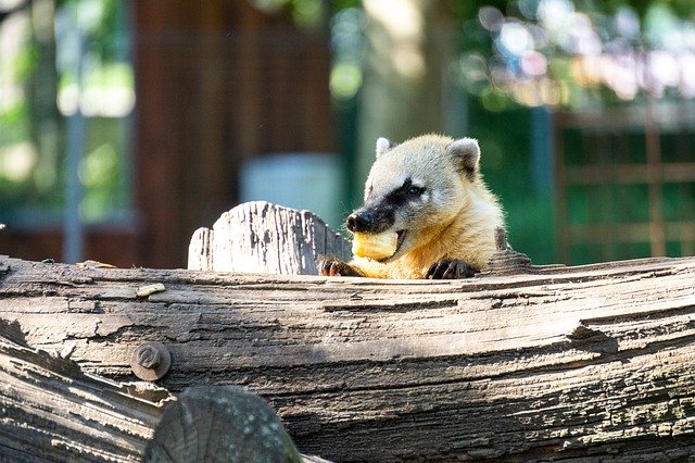 Muat turun percuma Snout Bear Zoo Animal - foto atau gambar percuma untuk diedit dengan editor imej dalam talian GIMP