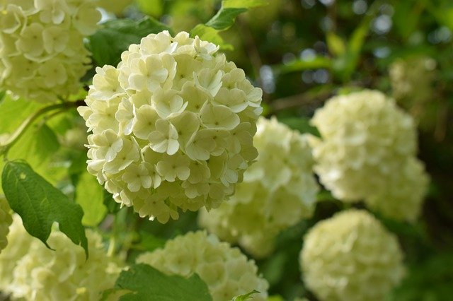 Gratis download Sneeuwbalbloemen Wit - gratis foto of afbeelding die u kunt bewerken met de online afbeeldingseditor van GIMP